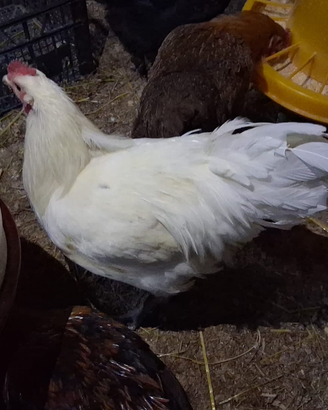 Galline Australorp Coppia