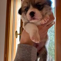 Cuccioli di Welsh Corgi Pembroke