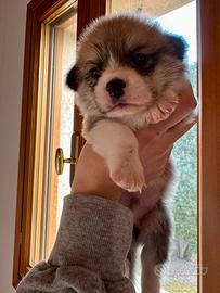 Cuccioli di Welsh Corgi Pembroke
