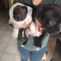 Cuccioli pittbull