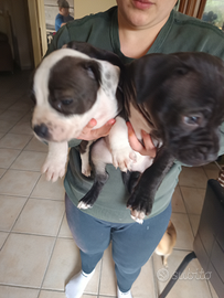 Cuccioli pittbull