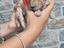 Immagine 2