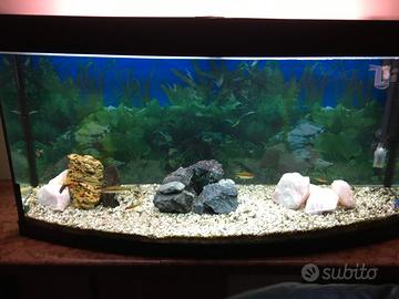 acquario acqua dolce