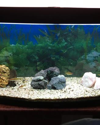 acquario acqua dolce
