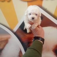 Barboncino toy femmina