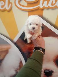 Barboncino toy femmina