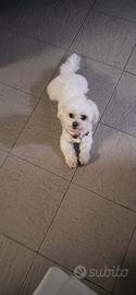 Accoppiamento maltese toy