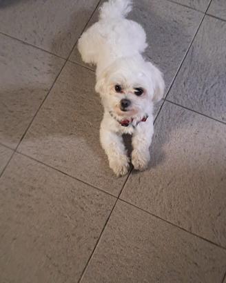 Accoppiamento maltese toy