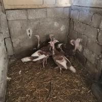 Tacchini rosso di borbone