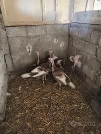 Tacchini rosso di borbone