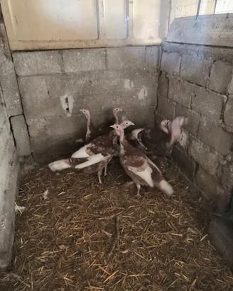 Tacchini rosso di borbone