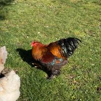Gallo brahma
