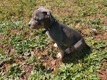 Pit tricolore blu