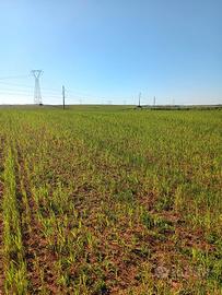 Terreno agricolo