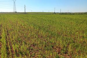 Terreno agricolo