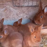 Coniglio Nuova Zelanda