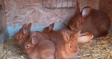 Coniglio Nuova Zelanda