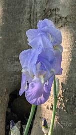 Giaggioli- iris germanica