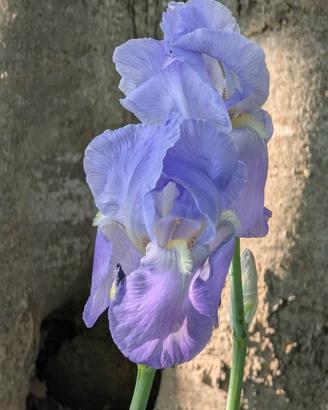 Giaggioli- iris germanica
