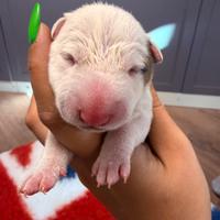 Bull terrier miniature