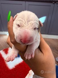 Bull terrier miniature