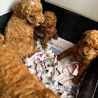 Maschietti barboncino Toy di tre mesi