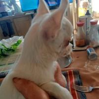 Cucciolo chiwawa toy