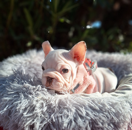 BIG ROPE VELVET IsabellaRoyoPied Femmina Bul.Franc