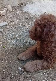 Lagotto romagnolo