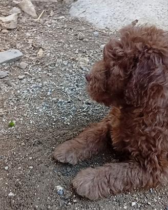 Lagotto romagnolo