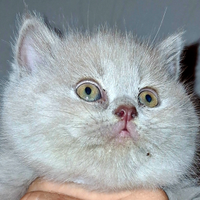 British Shorthair e Scottish Straight