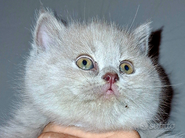 British Shorthair e Scottish Straight