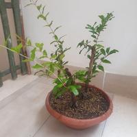 Prebonsai