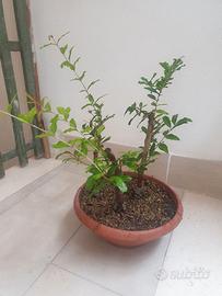 Prebonsai