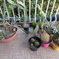 piante grasse e cactus 