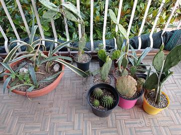 piante grasse e cactus 