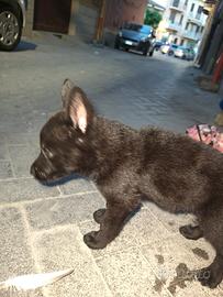 Cuccioli di cane