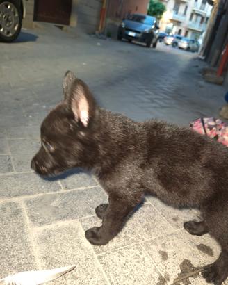 Cuccioli di cane