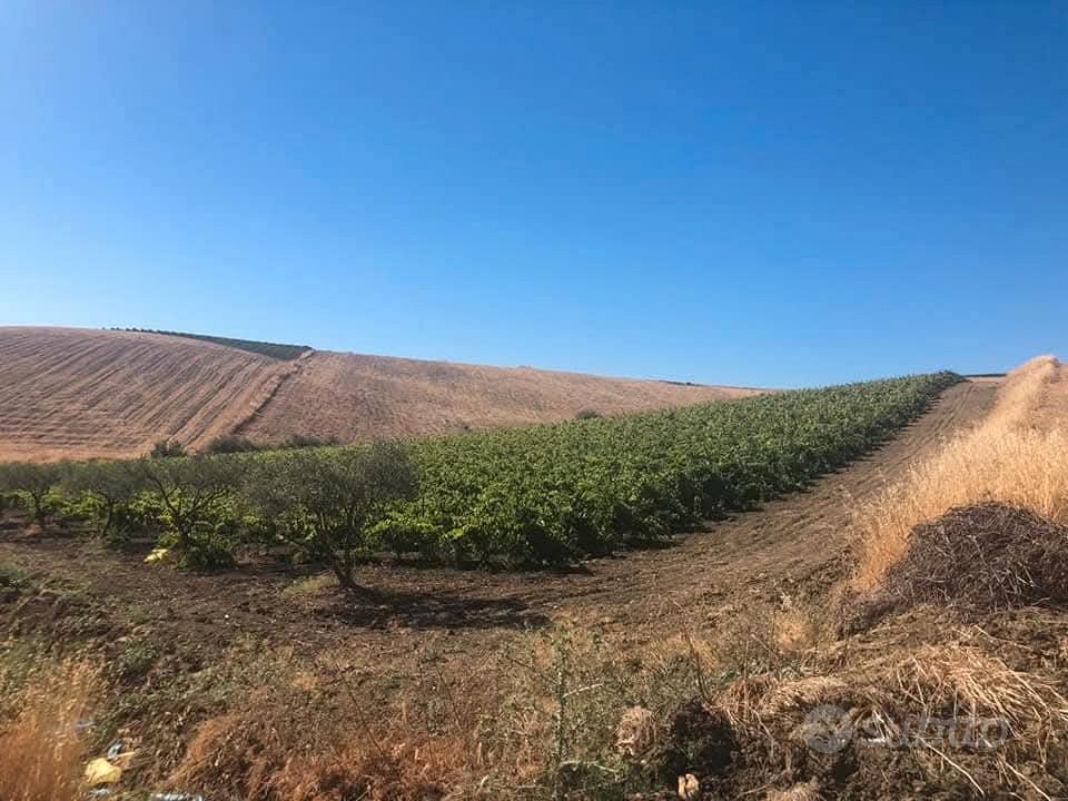 terreno agricolo - Vista 2