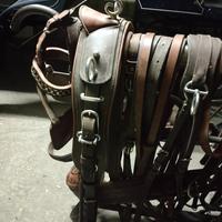 finimento cavallo 