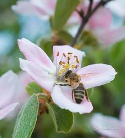 impollinazione  frutteti 