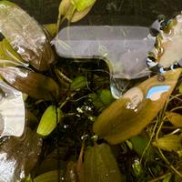 Piante acquatiche per acquario dolce