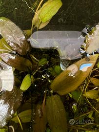 Piante acquatiche per acquario dolce