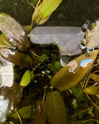Piante acquatiche per acquario dolce
