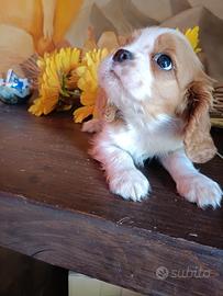 Cuccioli cavalier king pedigree