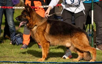 Cucciola di pastore tedesco