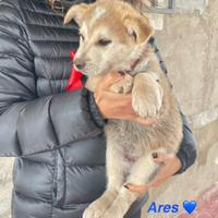 Adotta cuccili meravigliosi -femmine, Mericci"