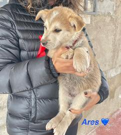 Adotta cuccili meravigliosi -femmine, Mericci"