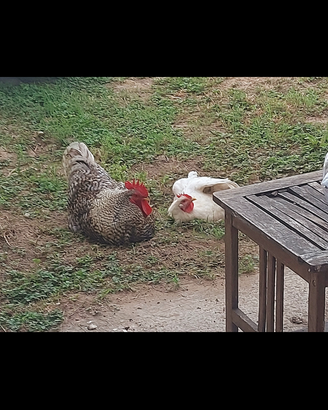 Galline ovaiole