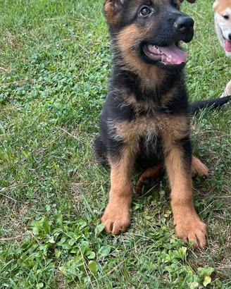 Pastore tedesco maestoso